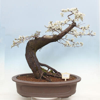 Venkovní bonsai - Prunus spinosa - trnka - 1