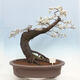 Venkovní bonsai - Prunus spinosa - trnka - 1/6