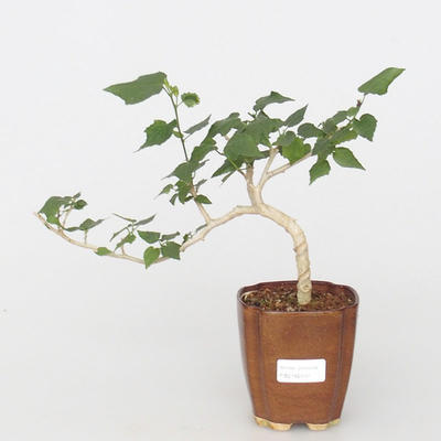 Pokojová bonsai - malokvětý ibišek - 1