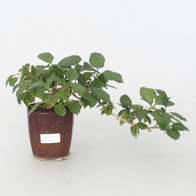 Pokojová bonsai-Lantana camara-Libora proměnlivá