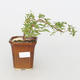Pokojová bonsai - Hořcový stromek-Solanum rantonnetii - 1/2
