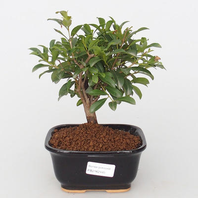 Pokojová bonsai - Australská třešeň - Eugenia uniflora - 1