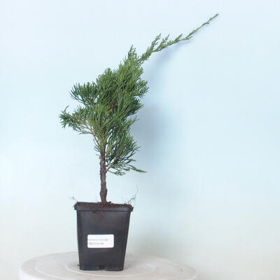 Venkovní bonsai - Juniperus chinensis Kaizuka - Jalovec čínský