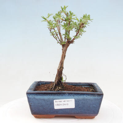 Venkovní bonsai - Potentilla frut.Goldstar - Mochna Křovitá - 1