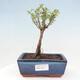 Venkovní bonsai - Potentilla frut.Goldstar - Mochna Křovitá - 1/2