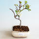 Venkovní bonsai - Malus sargentii -  Maloplodá jabloň - 1/4