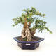 Pokojová bonsai - Carmona macrophylla - čaj fuki - 1/6