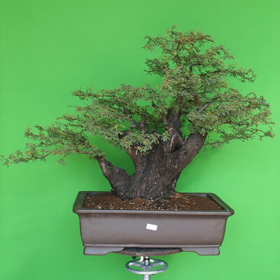 Pokojová bonsai - Akacia Arabica - 1