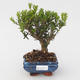 Pokojová bonsai - Buxus harlandii - korkový buxus - 1/4