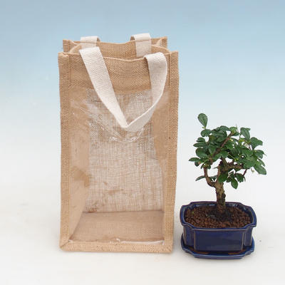 Pokojová bonsai v dárkové tašce - JUTA, Carmona-čaj fuki