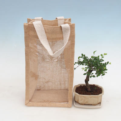 Pokojová bonsai v dárkové tašce - JUTA, Ulmus parvifolia-Pokojový jilm 