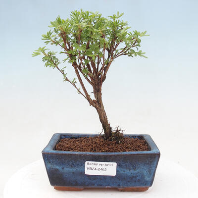 Venkovní bonsai - Potentilla frut.Goldstar - Mochna Křovitá - 1