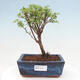 Venkovní bonsai - Potentilla frut.Goldstar - Mochna Křovitá - 1/2