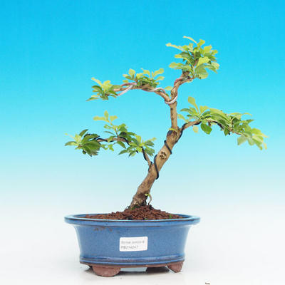 Pokojová bonsai - Duranta PB214247 - 1