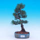 Venkovní bonsai -Borovice  drobnokvětá - Pinus parviflora glauca - 1/7