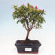 Venkovní bonsai - Japonská azalka - Azalea Japonica - 1/4