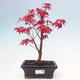 Venkovní bonsai - Javor dlanitolistý - Acer palmatum DESHOJO - 1/3
