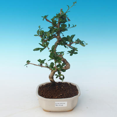Pokojová bonsai - Carmona macrophylla - Čaj fuki 405-PB2191248 - 1