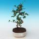 Pokojová bonsai - Carmona macrophylla - Čaj fuki 405-PB2191248 - 1/5