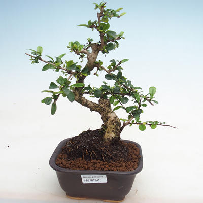 Pokojová bonsai - Carmona macrophylla - Čaj fuki PB2201241 - 1