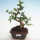 Pokojová bonsai - Carmona macrophylla - Čaj fuki PB2201241 - 1/5