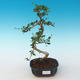 Pokojová bonsai - Carmona macrophylla - Čaj fuki 405-PB2191250 - 1/5
