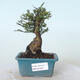 Vonkajšie bonsai - Ulmus parvifolia SAIGEN - malolistá brest - 1/7