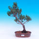Venkovní bonsai -Borovice  drobnokvětá - Pinus parviflora glauca - 1/6