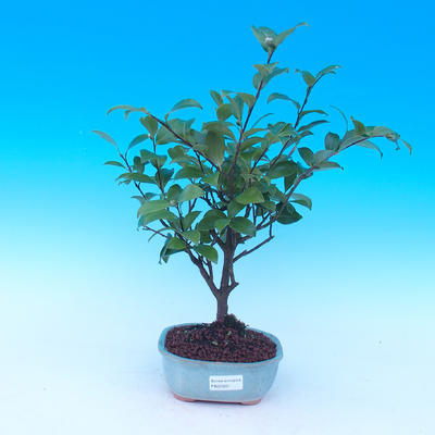 Pokojová bonsai-Camellia euphlebia-Kamélie