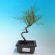 Venkovní bonsai - Tamaris parviflora Tamaryšek malolistý - 1/2