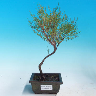 Venkovní bonsai - Tamaris parviflora Tamaryšek malolistý - 1