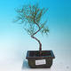 Venkovní bonsai - Tamaris parviflora Tamaryšek malolistý - 1/2