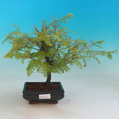 Venkovní bonsai - Tisovec dvouřadý - 1