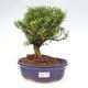 Pokojová bonsai - Buxus harlandii -korkový buxus - 1/3