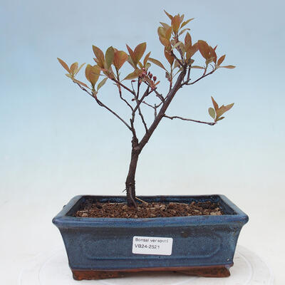 Venkovní bonsai - Prunus ceras Nigra - Slivoň - 1