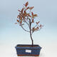 Venkovní bonsai - Prunus ceras Nigra - Slivoň - 1/2