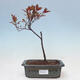 Venkovní bonsai - Prunus ceras Nigra - Slivoň - 1/2