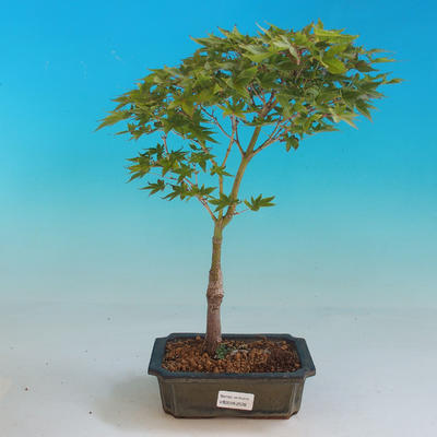 Venkovní bonsai-Acer palmatum Aureum - Javor dlanitolistý zlatý - 1