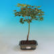 Venkovní bonsai-Acer palmatum Aureum - Javor dlanitolistý zlatý - 1/3