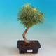Venkovní bonsai -Pseudolarix amabis-Pamodřín - 1/3