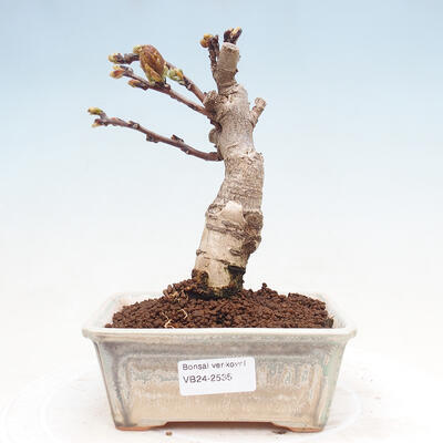 Venkovní bonsai - Vistarie květnatá - Wisteria floribunda - 1
