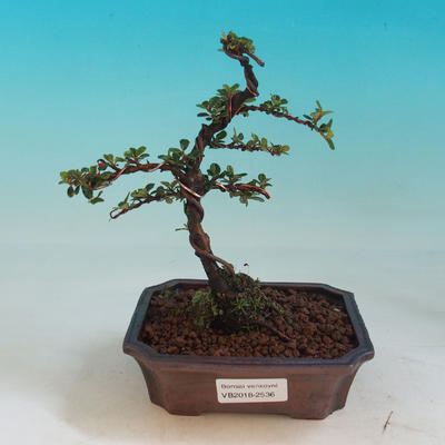 Venkovní bonsai- Cotoneaster-Skalník - 1