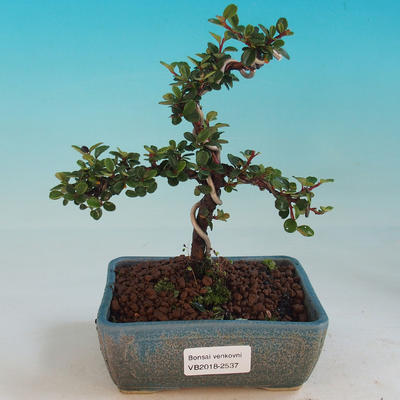 Venkovní bonsai-Cotoneaster-Skalník - 1