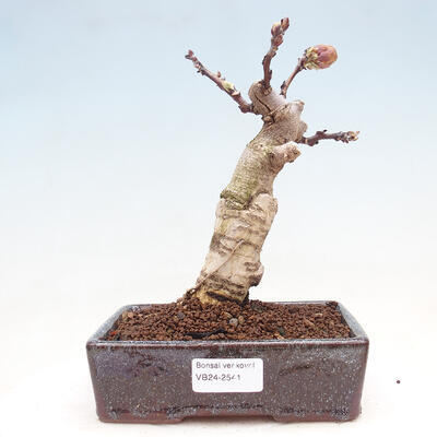 Venkovní bonsai - Vistarie květnatá - Wisteria floribunda - 1