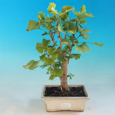 Venkovní bonsai-Ginkgo Biloba