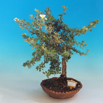 Venkovní bonsai-Mochna křovitá - Dasiphora fruticosa bílá - 1