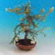 Venkovní bonsai-Mochna křovitá - Dasiphora fruticosa žlutá - 1/5