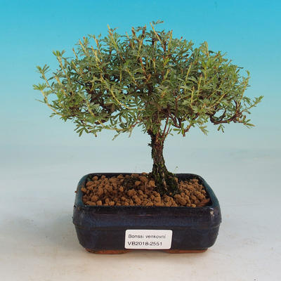 Venkovní bonsai-Mochna křovitá - Dasiphora fruticosa žlutá - 1