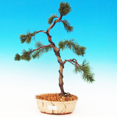 Venkovní bonsai -Borovice kleč VB13256
