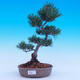 Venkovní bonsai -Borovice  drobnokvětá - Pinus parviflora glauca - 1/6